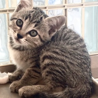 キジシャムMIX３姉妹