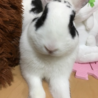 うさぎ、里親募集