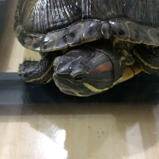 ミシシッピアカミミガメの里親募集します