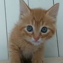 有難うございます。母乳育ちシャネル君。