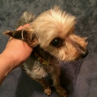 「カルール」甘えん坊の小さな可愛いおばあちゃん