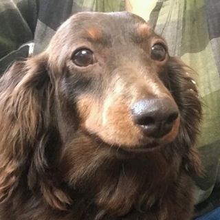 「いおな」人が大好き、吠えもありません。