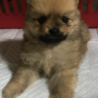 ポメラニアン子供（赤ちゃん）の里親探します。 サムネイル6