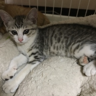 お目々くっきりかわいい女の子