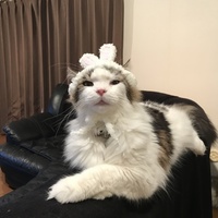 めい