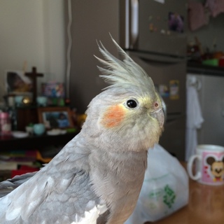 オカメインコの女の子の里親募集