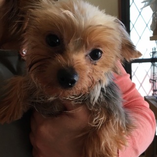 お子ちゃまヨーキー♂唐津（からつ）