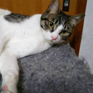 募集終了