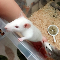 いちごだいふく