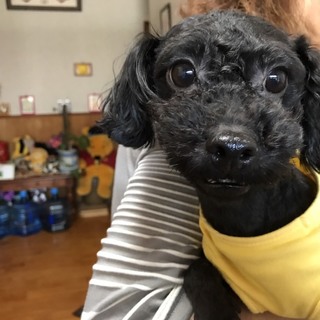 元気いっぱいのトイプーくん
