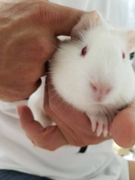 保護モルモット(あと3匹います) サムネイル3