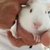 保護モルモット(あと3匹います) サムネイル3