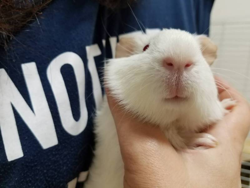 保護モルモット(あと3匹います) サムネイル2