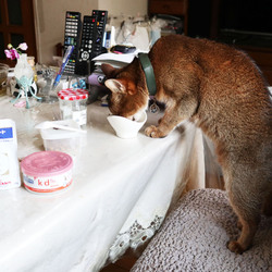サスケ君の偏食