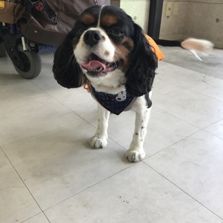 ☆甘えん坊☆キャバリア4歳男の子