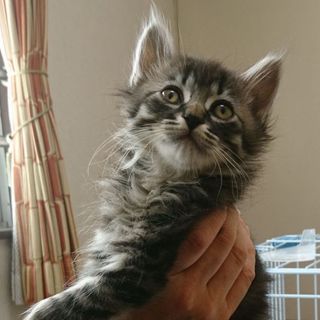 １ヶ月半　ふわふわ半長毛　レオくん
