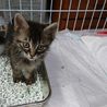 １ヶ月半　ふわふわ半長毛　レオくん サムネイル4