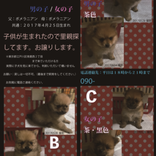 ポメラニアン子供（赤ちゃん）の里親探します。