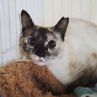 代理掲載・むーちゃん