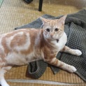急ぎで里親募集です