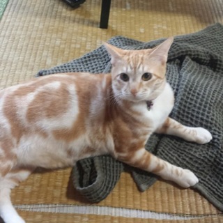 急ぎで里親募集です