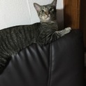 急ぎで里親募集しています