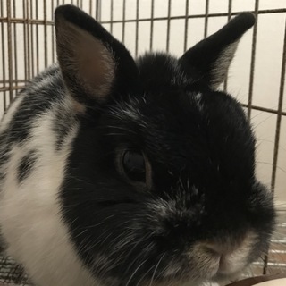 もう少しで５歳のネザーランド