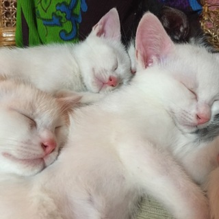 2匹の子猫の里親を募集します。