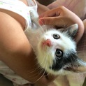 かわいい！子猫２ヶ月メス白毛に黒模様なつっこいです