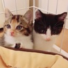 6/10譲渡会　4兄妹の三毛のメス サムネイル2