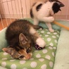 6/10譲渡会　4兄妹の三毛のメス サムネイル7