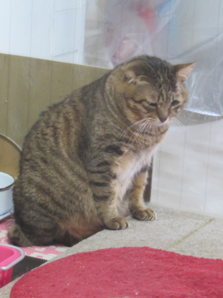 2匹目でもok 是非ご検 兵庫県 猫の里親募集 ペットのおうち 月間利用者150万人