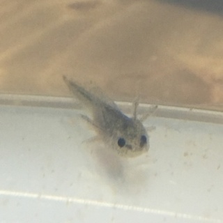 ウーパールーパー 4cm前後