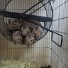 デグー里親募集 サムネイル2