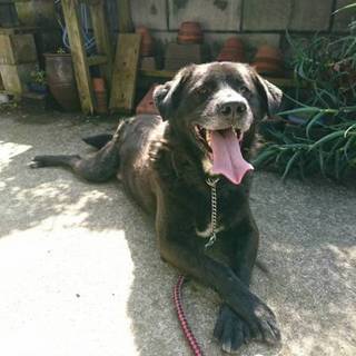 里親募集いたします