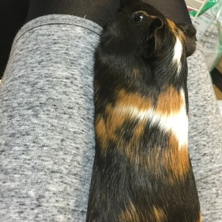 モルモットの里親募集しています。