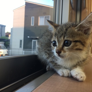 サバトラ柄の子猫女の子です