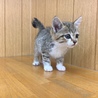 サバトラ柄の子猫女の子です サムネイル3