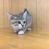 サバトラ柄の子猫女の子です サムネイル6