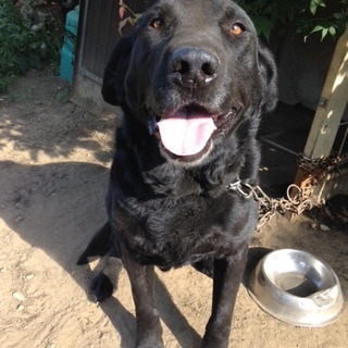 【長期募集】毛並みの美しい黒ラブ