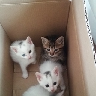 募集を一旦停止します。