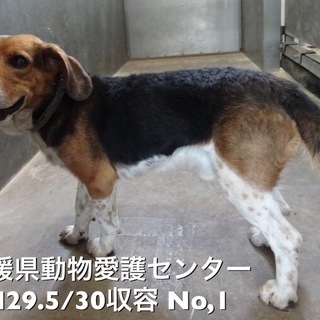 愛媛県動物愛護センターに収容されています。