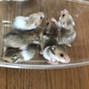 ゴールデンハムスター サムネイル4