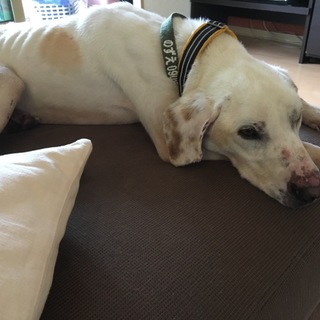 甘ったれの琥珀くん ご飯いっぱい食べたいです！