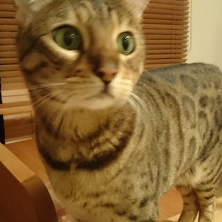 成猫のベンガル女の子