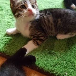 甘えん坊なおだやか兄弟