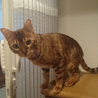 成猫ベンガル男の子