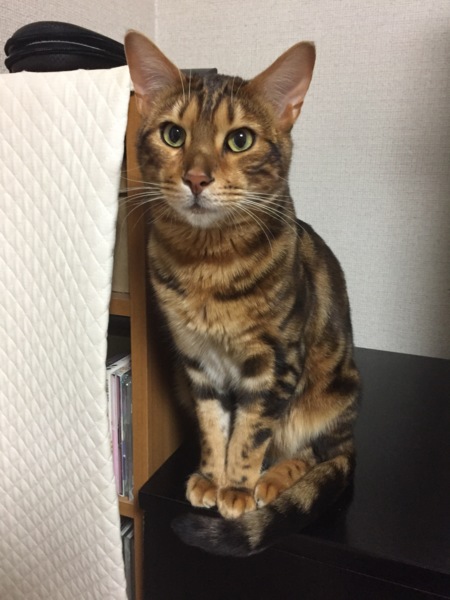 シンバ