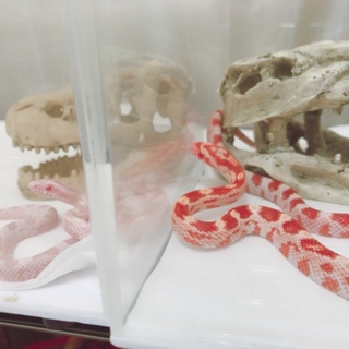 沢山のご応募有難うございました