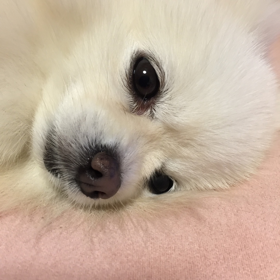 Milkyのカバー写真